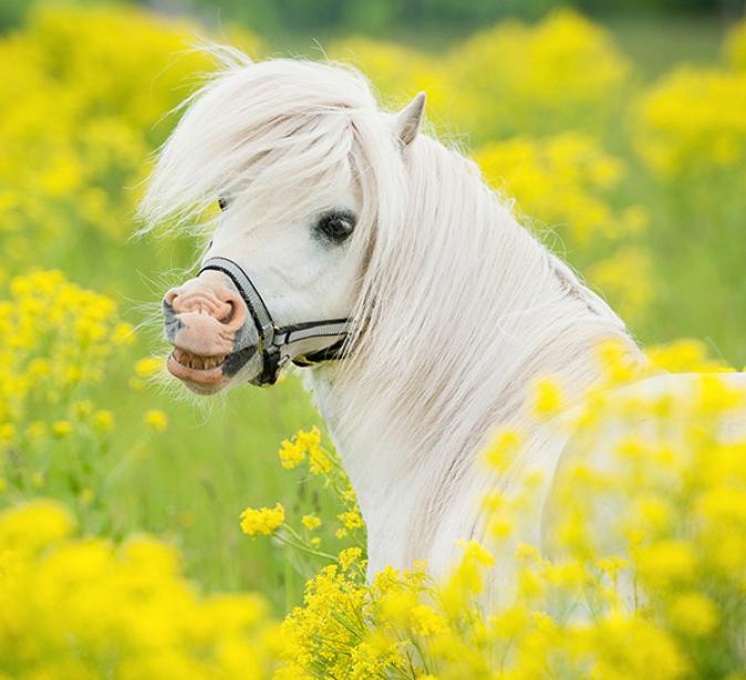 poney fleurs jaues